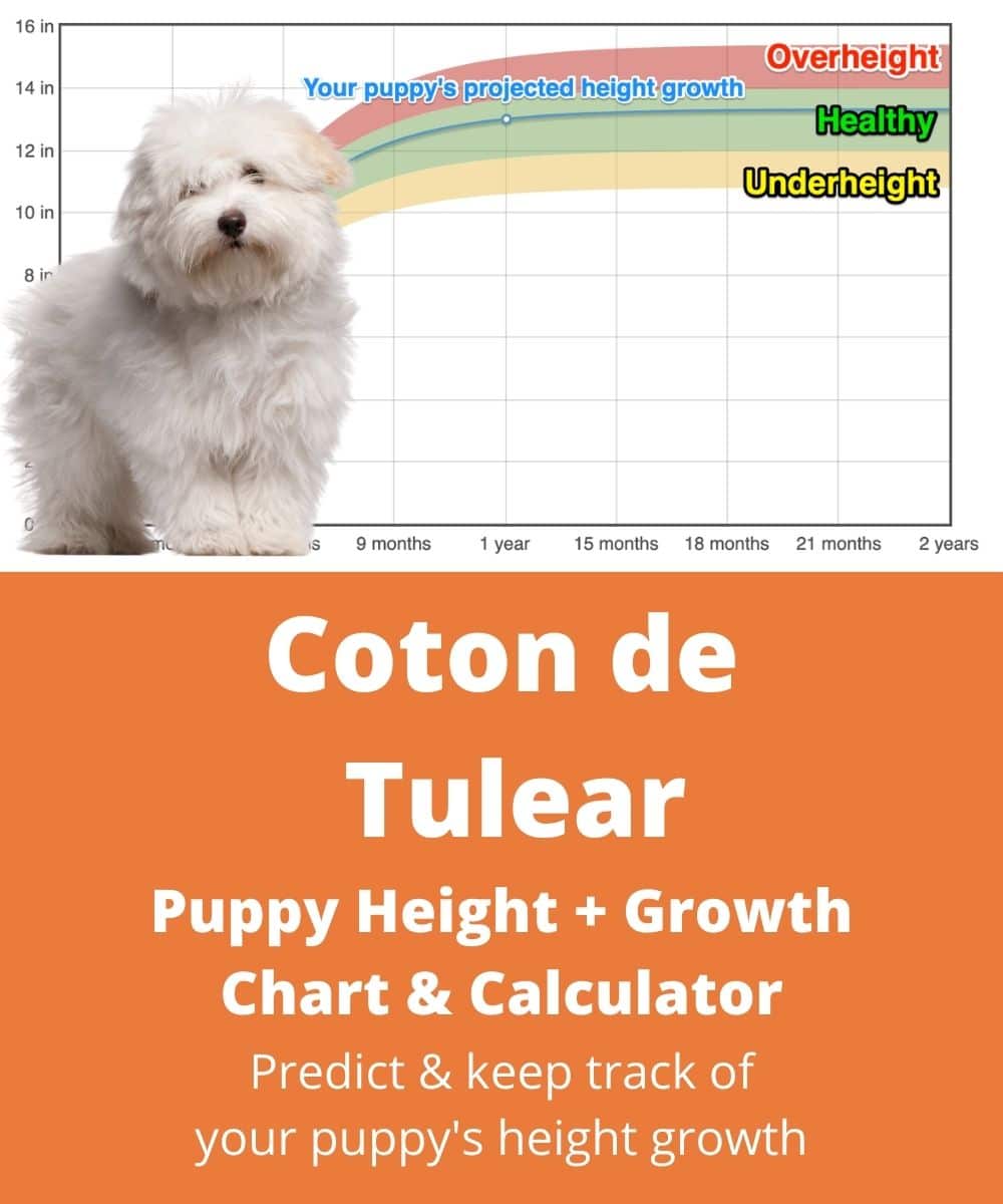 coton-de-tulear Puppy height Growth Chart coton-de-tulear Puppy height Growth Chart